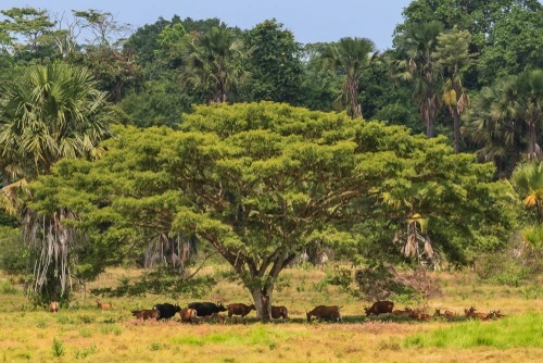 taman nasional alas purwo destinasi wisata banyuwangi - CIMB Niaga