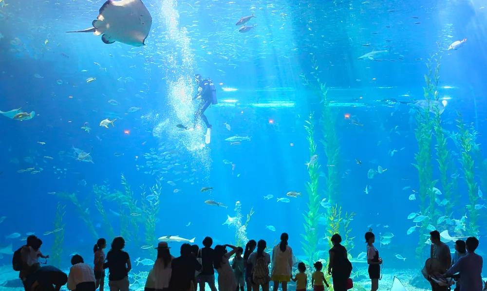 Aqua Planet Jeju Aquarium - CIMB Niaga