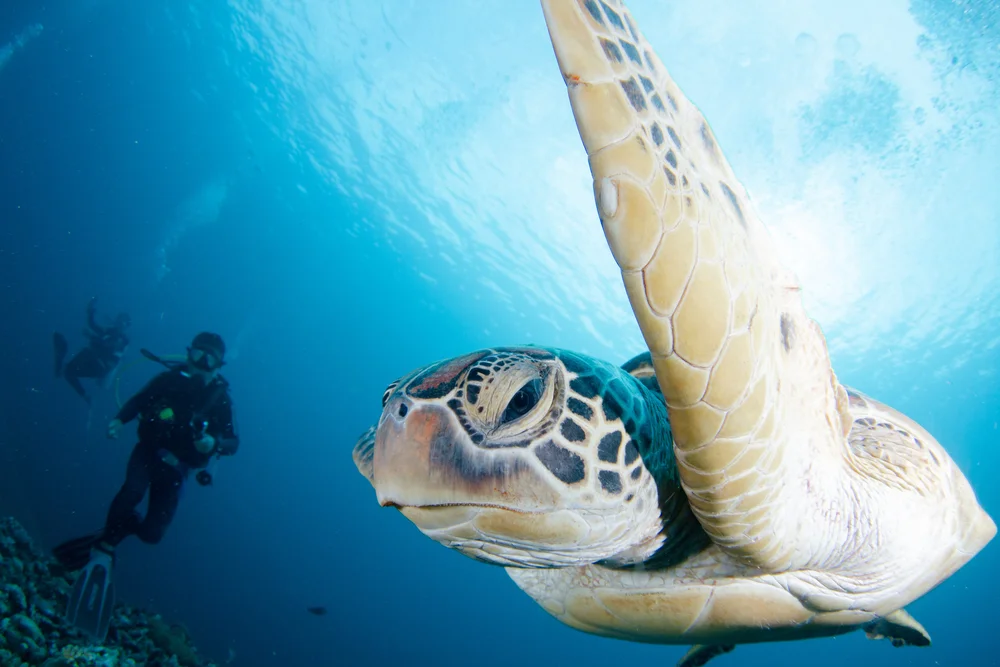Diving Gili Trawangan Lombok - CIMB Niaga