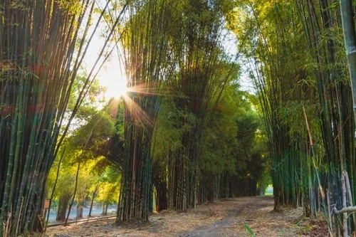 Wisata Surabaya Hutan Bambu Keputih - CIMB Niaga