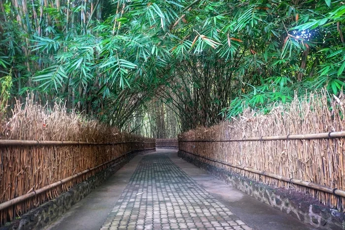 hutan bambu desa wisata penglipuran - CIMB Niaga