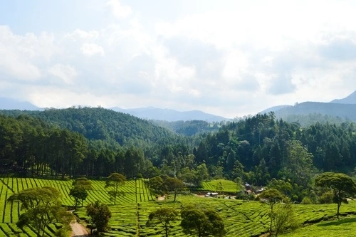 Hutan Pinus Rahong salah satu destinasi Wisata Pangalengan - CIMB Niaga