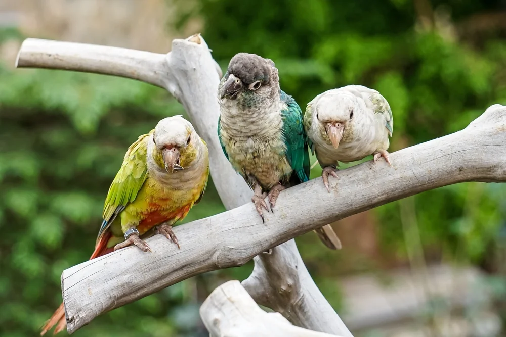 jakarta bird land - CIMB Niaga