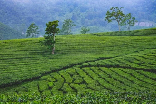 Kebun Teh Ciater rekomendasi wisata Subang - CIMB Niaga