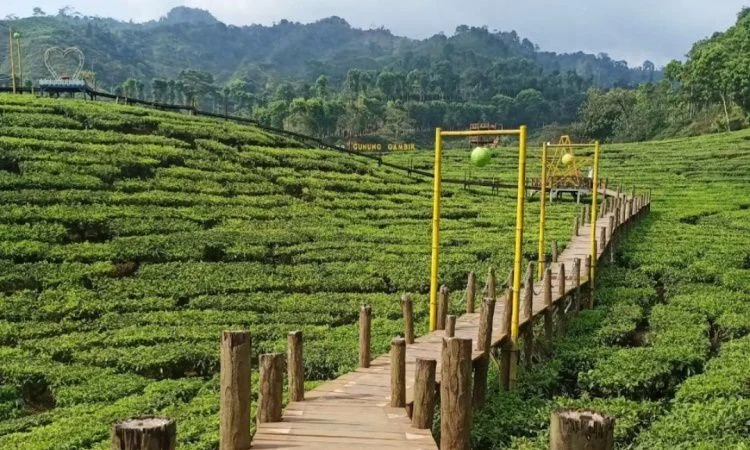 Wisata Majalengka Kebun Teh Cipasung - CIMB Niaga