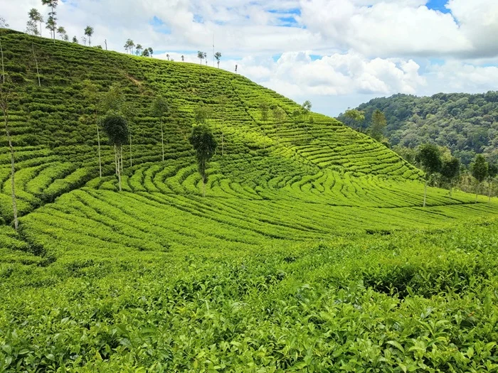 Wisata Blitar Kebun Teh Sirah Kencong - CIMB Niaga