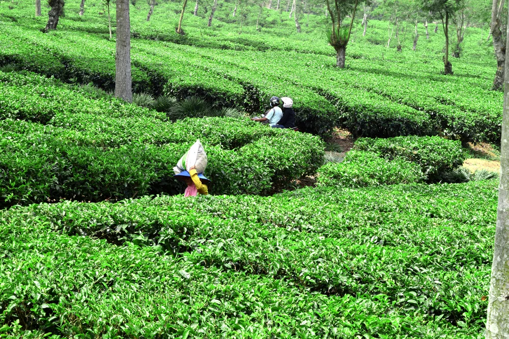 Wisata Batu - CIMB Niaga