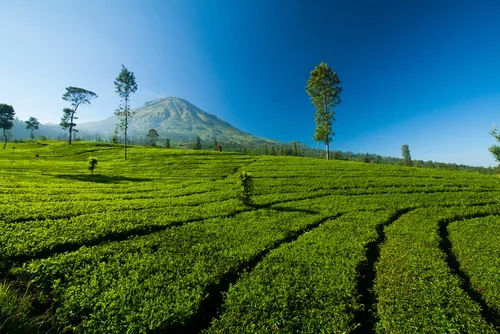 Wisata Wonosobo Batu Pandang Ratapan Angin - CIMB Niaga