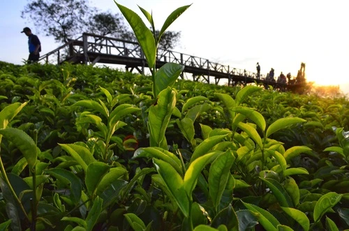 Wisata Batu Kebun Teh Wonosari - CIMB Niaga