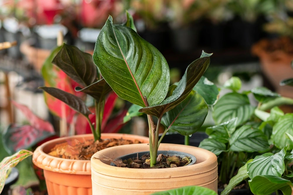 Kembangkan Bisnis Tanaman Hias dengan 5 Tips Ini!