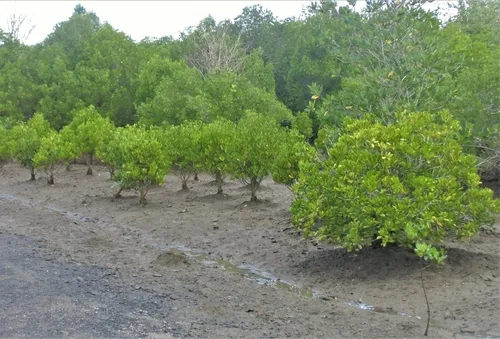 Wisata Mangrove Bedul - CIMB Niaga