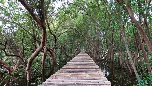 Wisata Mangrove Muara Angke Kapuk - CIMB Niaga