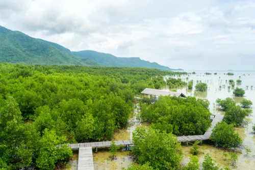 Wisata Mangrove Karimunjawa - CIMB Niaga