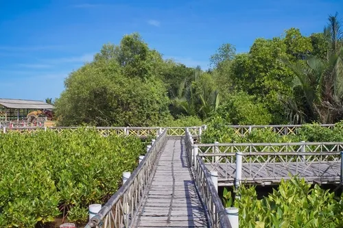 Wisata Mangrove Kulonprogo - CIMB Niaga