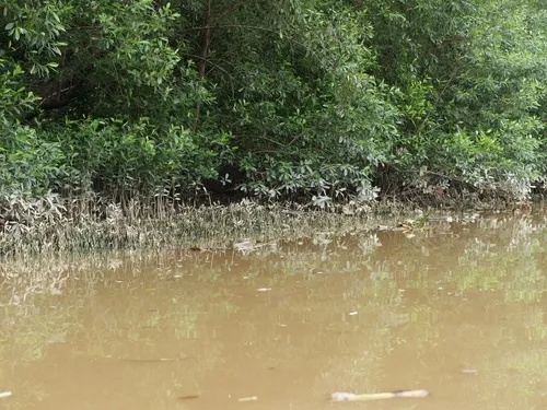 Wisata Mangrove Tarakan - CIMB Niaga