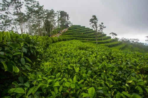 Wisata Kulon Progo Kebun Teh Nglinggo - CIMB Niaga