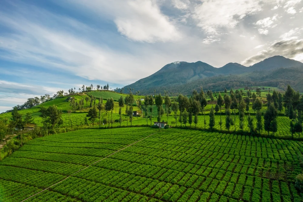 Wisata Batu - CIMB Niaga