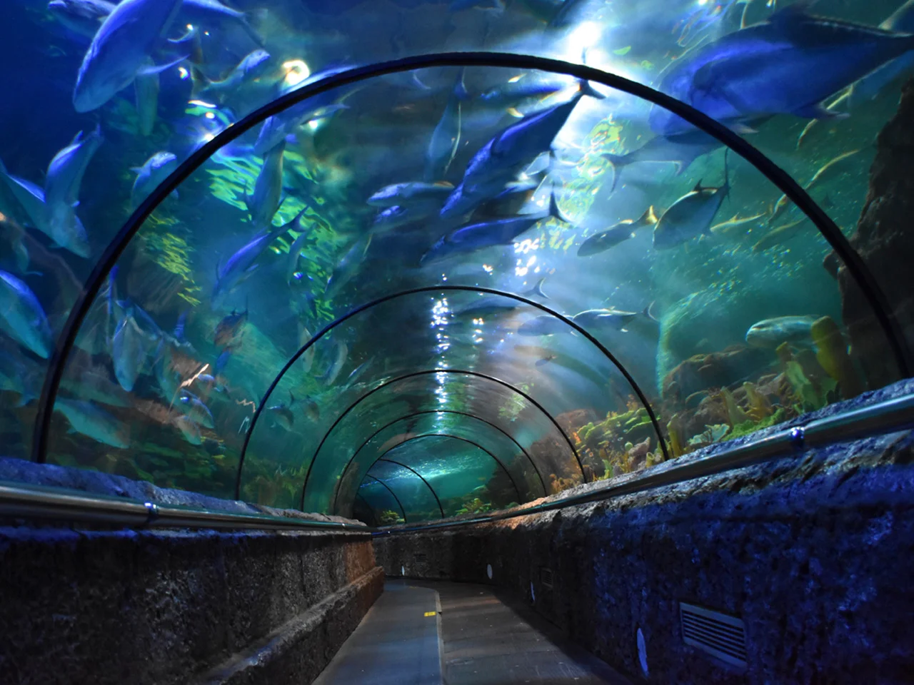 sea world ancol - CIMB Niaga