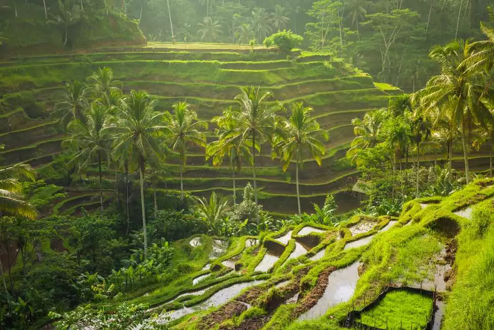 Tegalalang Rice Terrace tempat wisata Pulau Bali - CIMB Niaga