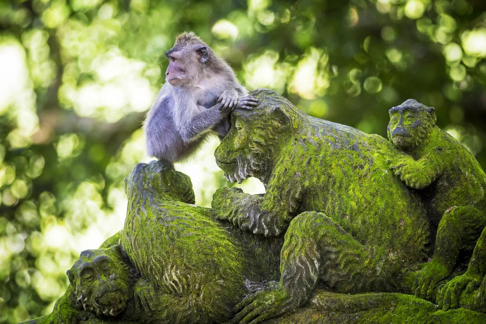 Ubud Monkey Forest Pulau Bali - CIMB Niaga