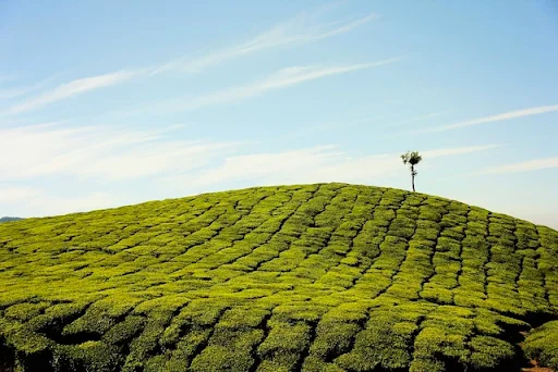 Bukit Harapan Cuntel - CIMB Niaga