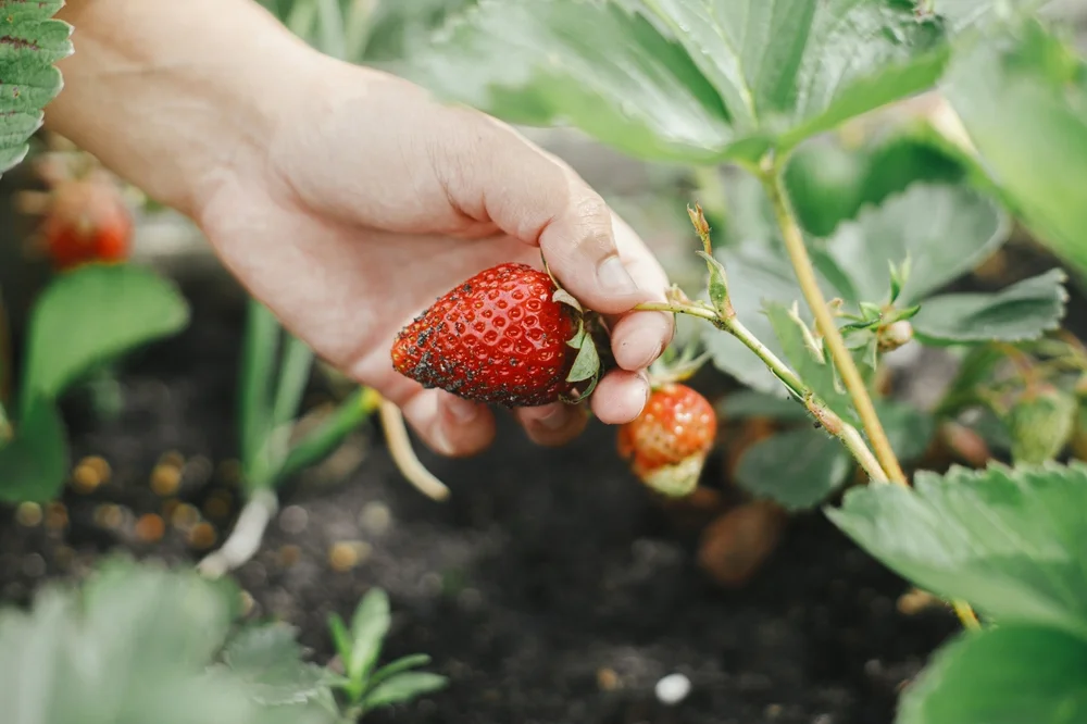 Kebun Stroberi Kopeng - CIMB Niaga